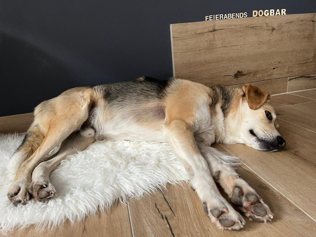 Hund Jumper entspannt an der Feierabends Dogbar