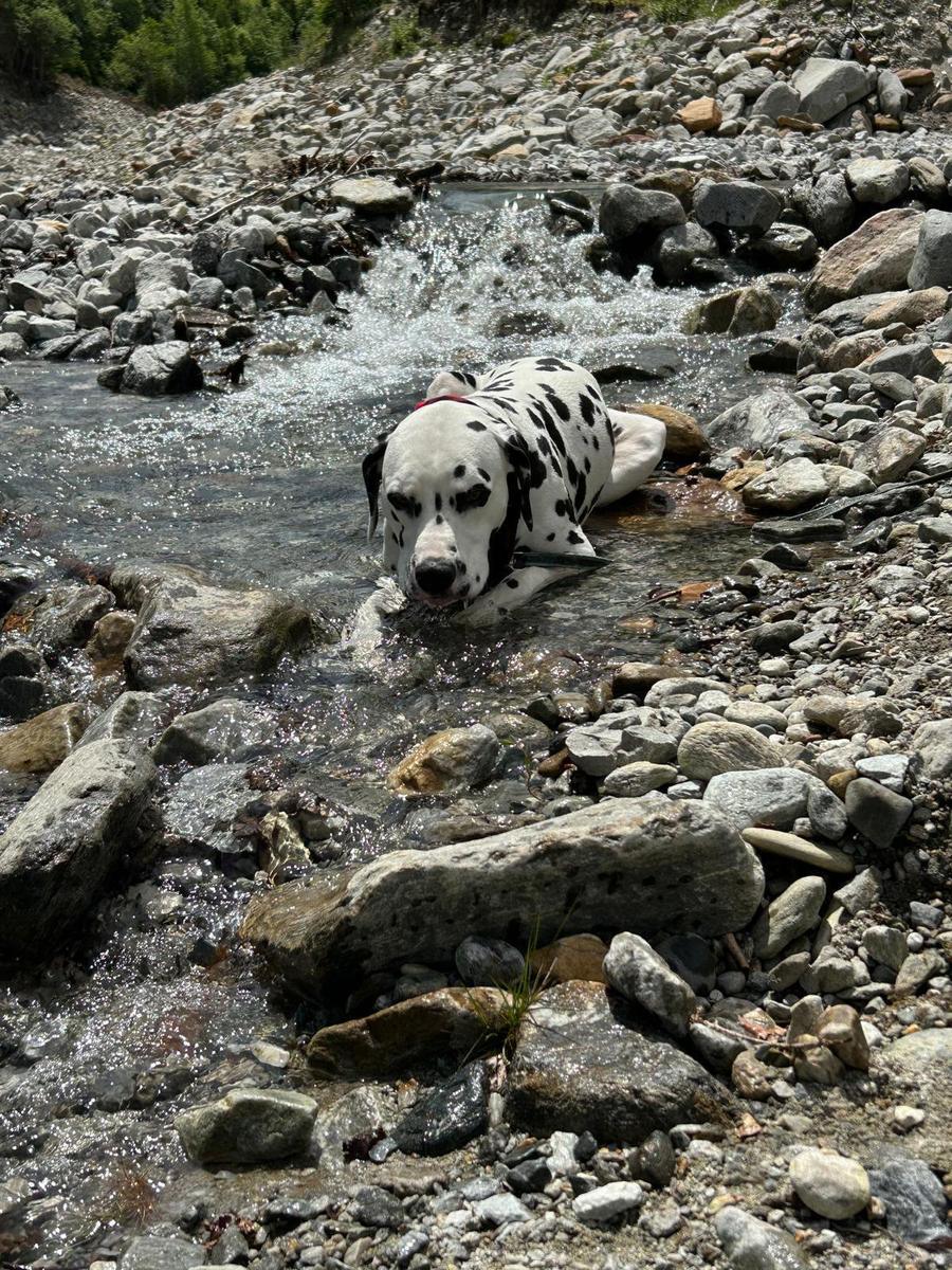 Hundegast Donald bei Feierabends im Stubaital