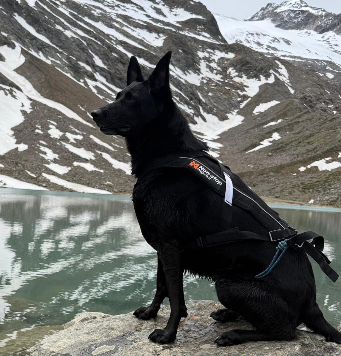Hundegast Maya bei Feierabends im Stubaital