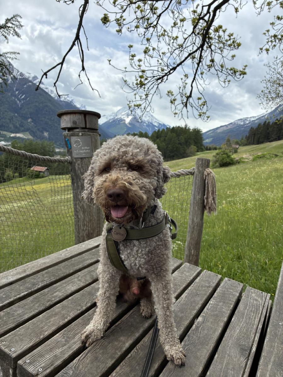 Hundegast Carlos bei Feierabends im Stubaital