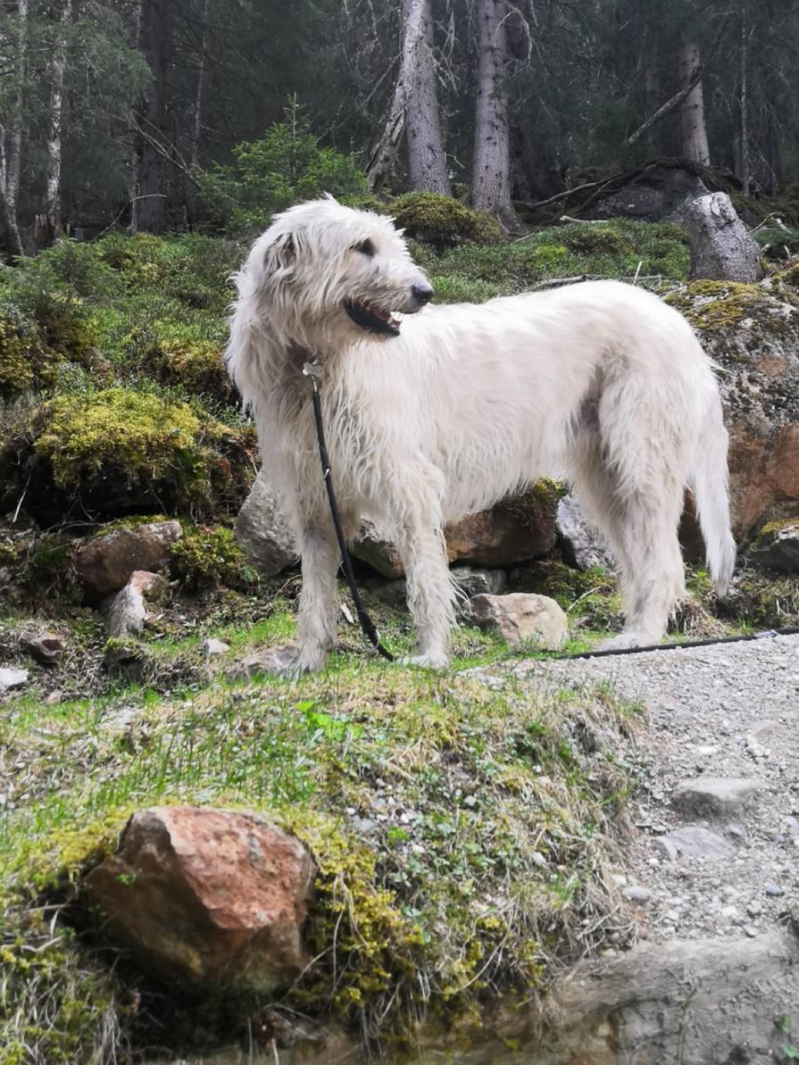 Hundegast Bubble – liebevolle 80 kg bei Feierabends im Stubaital