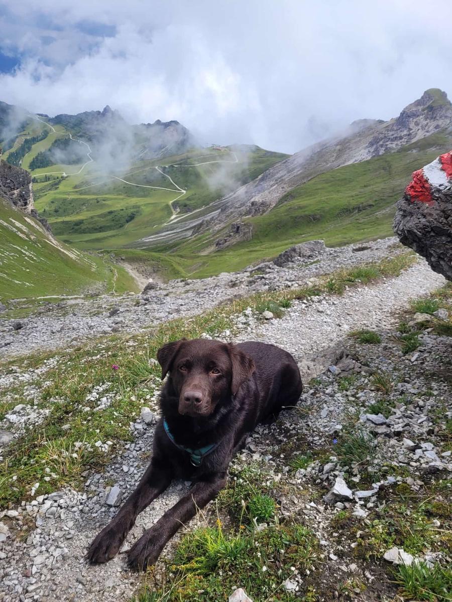 Hundegast Henry unterwegs im Stubaital bei Feierabends im Stubaital