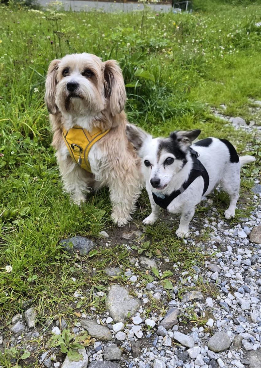 Hundegast Jojo & Emma bei Feierabends im Stubaital