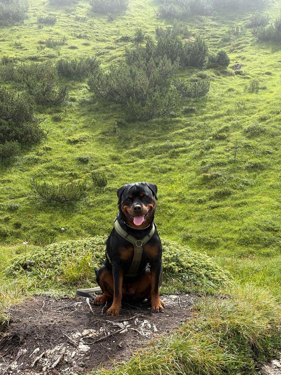 Hundegast Frieda bei Feierabends im Stubaital
