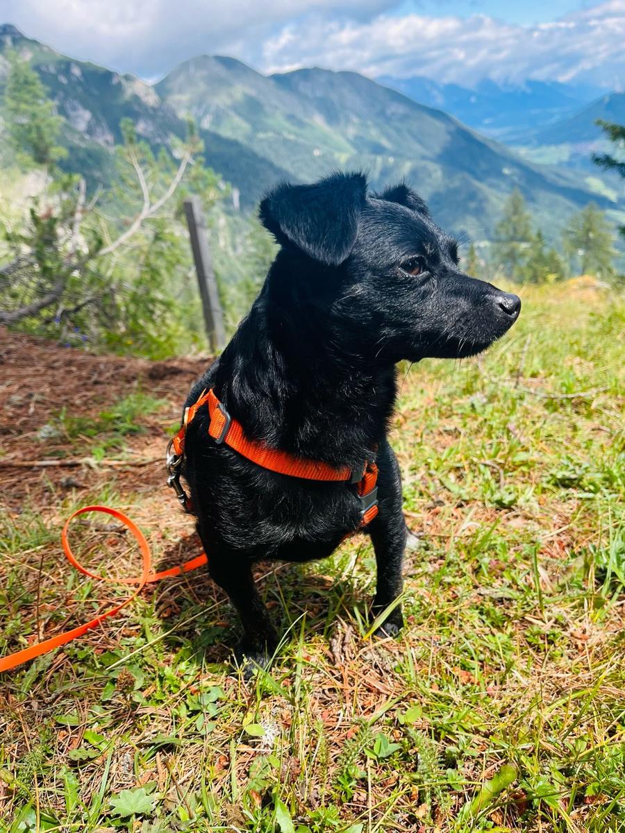 Hundegast Pixel bei Feierabends im Stubaital