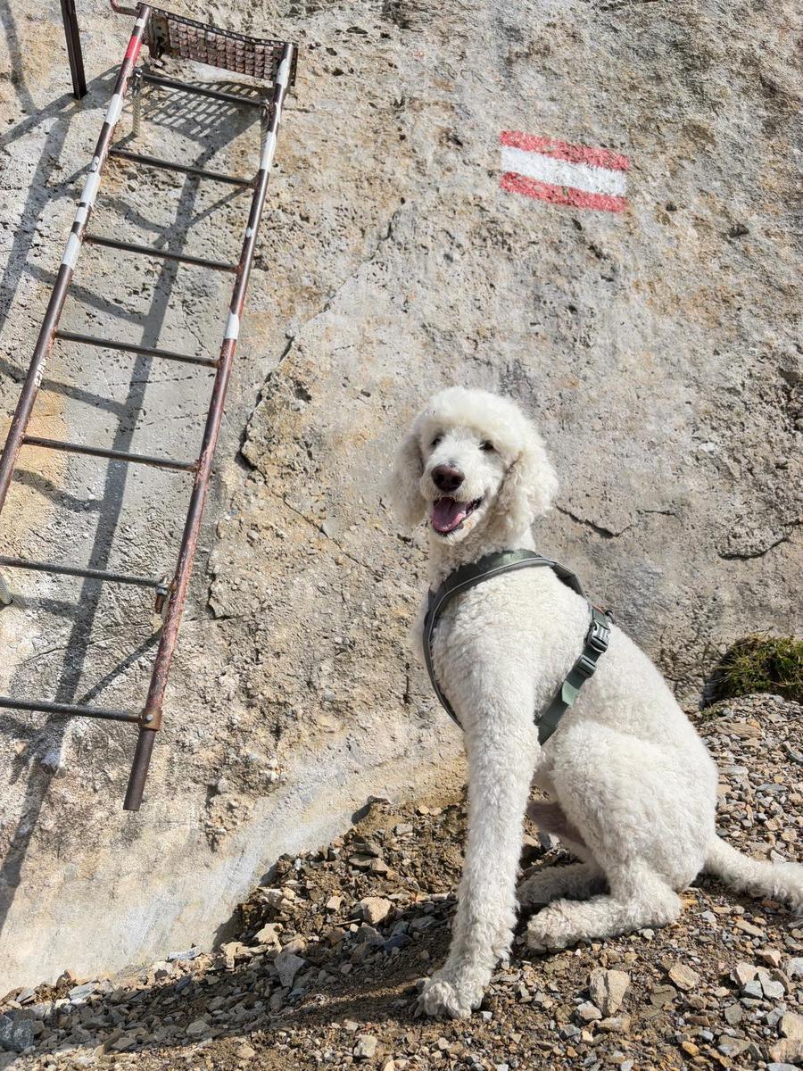 Hundegast Einstein auf der Serles bei Feierabends im Stubaital