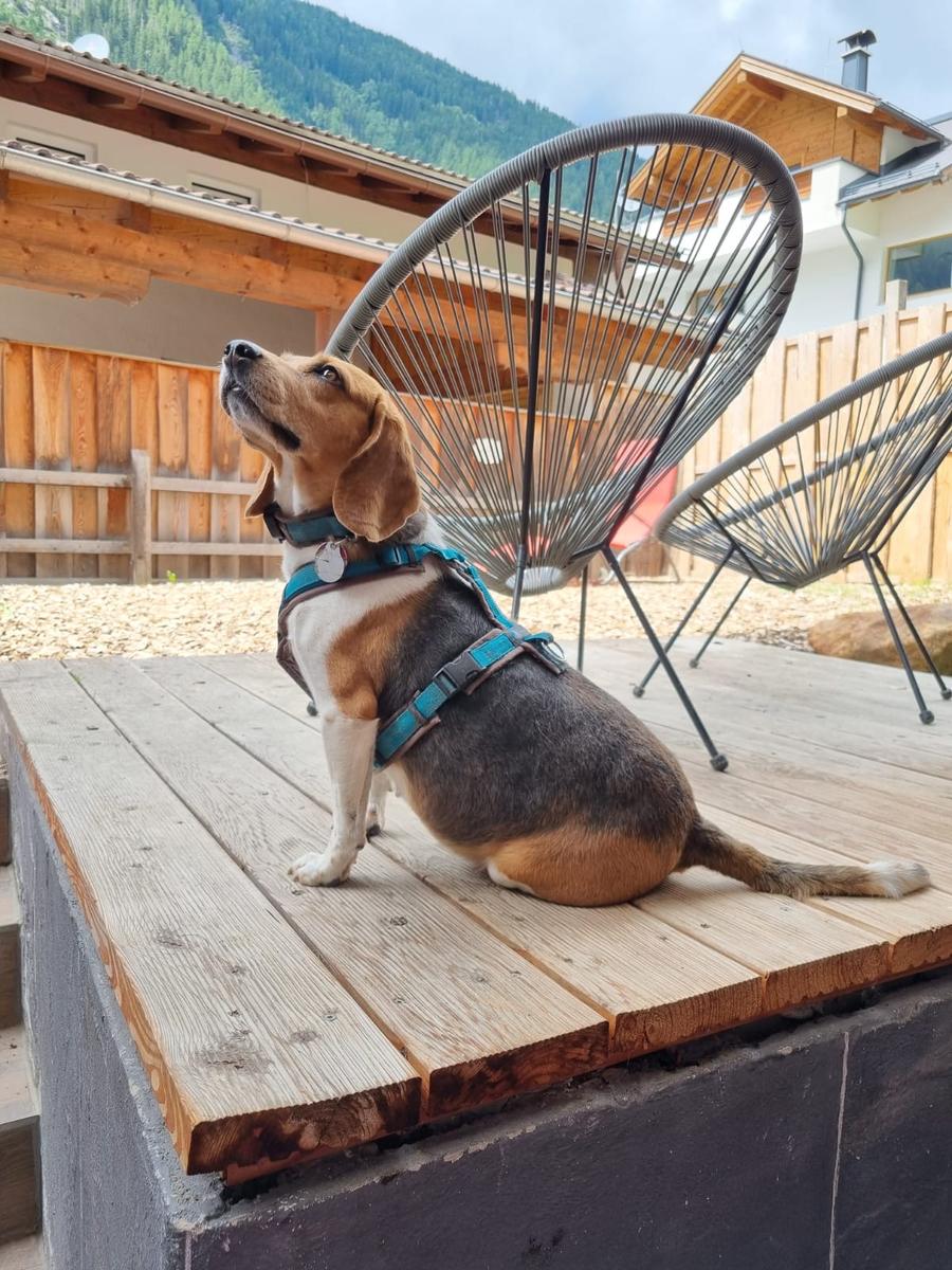 Hundegast Miss Fisher bei Feierabends im Stubaital