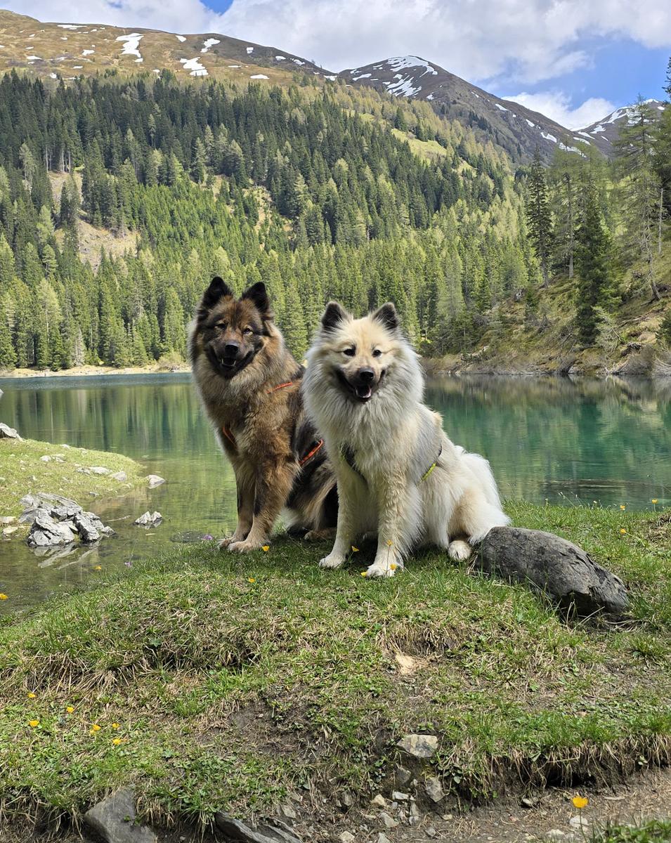 Hundegast Dakota & Aponi bei Feierabends im Stubaital