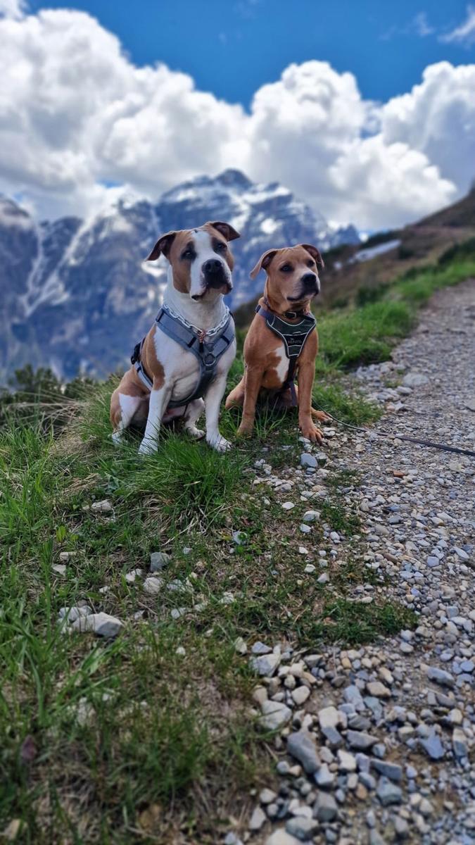 Hundegast bei Feierabends im Stubaital