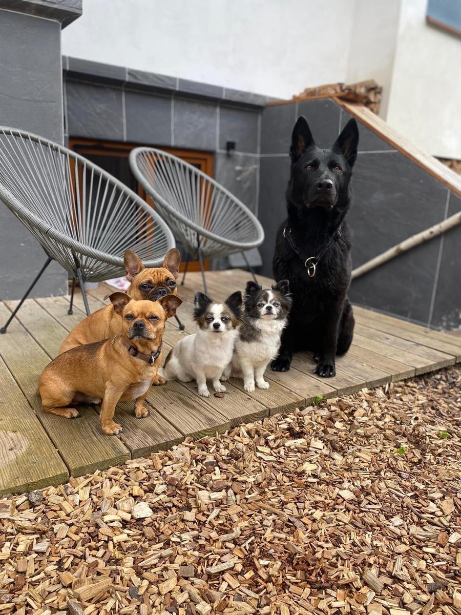 Hundegast bei Feierabends im Stubaital