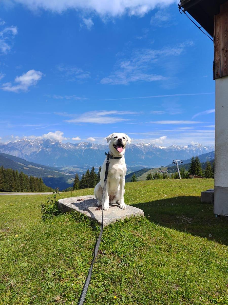 Hundegast bei Feierabends im Stubaital