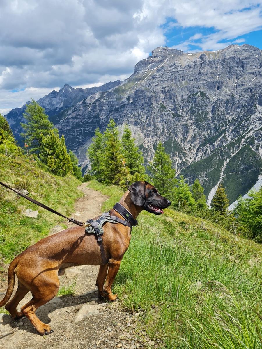 Hundegast bei Feierabends im Stubaital