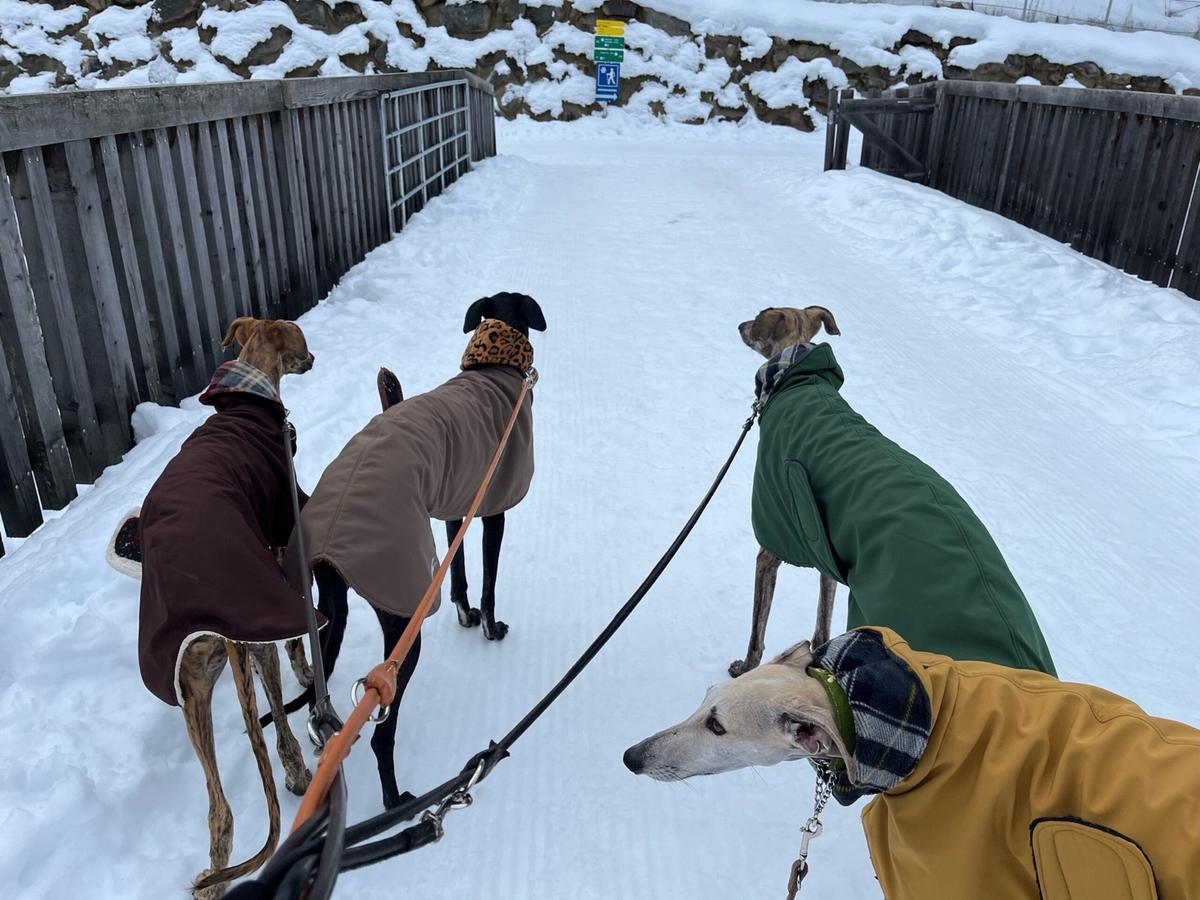Hundegast Schneecoursing bei Feierabends im Stubaital