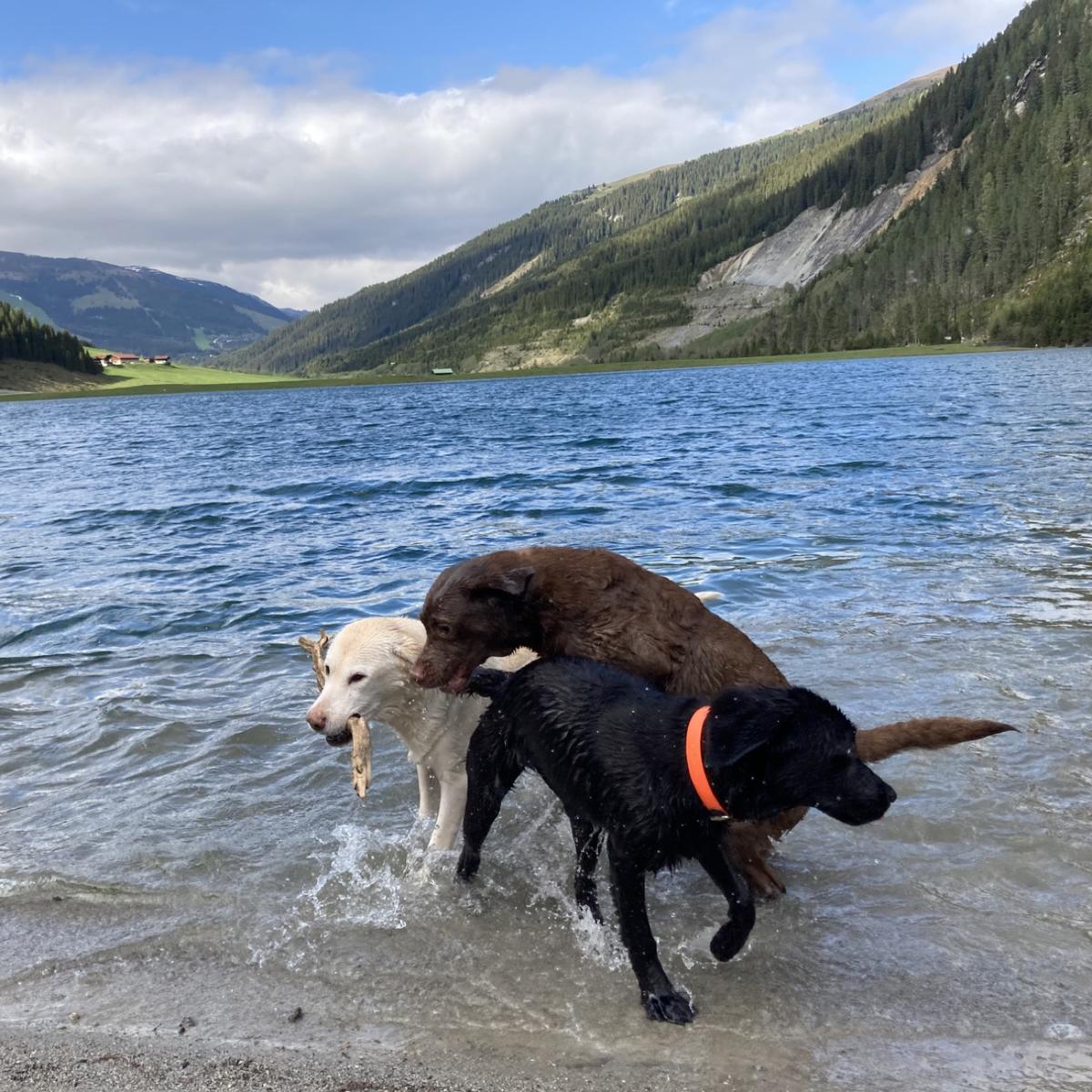 Hundegast Labradore Millie, Abby und Joy bei Feierabends im Stubaital