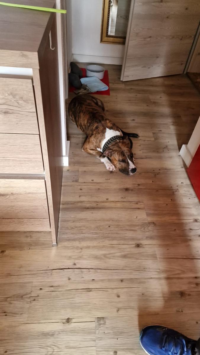Hundegast Gina bei Feierabends im Stubaital