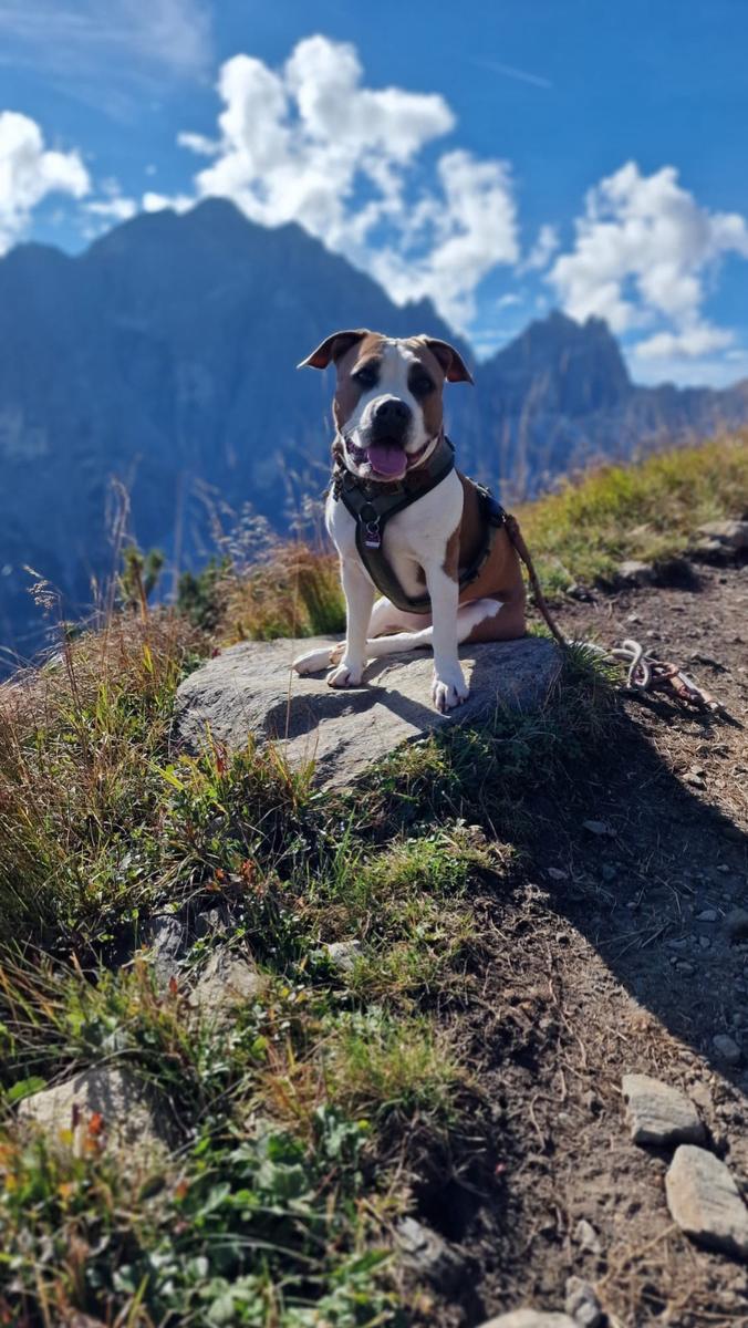 Hundegast Cara bei Feierabends im Stubaital
