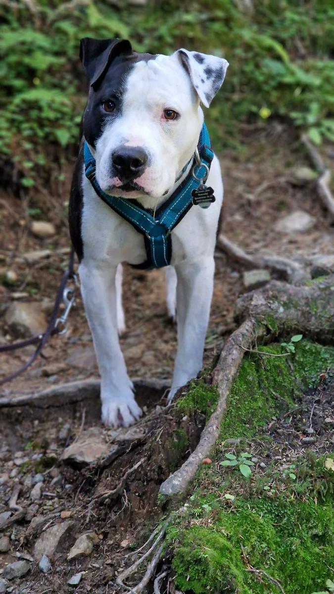 Hundegast Cash bei Feierabends im Stubaital