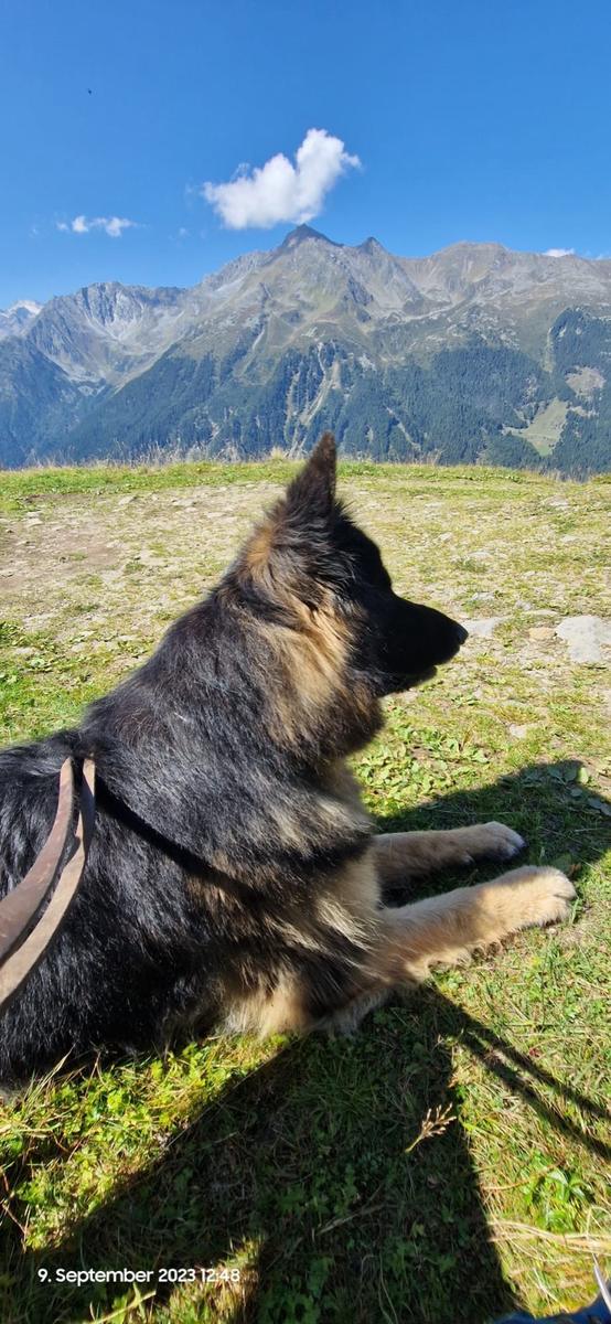 Hundegast Sam bei Feierabends im Stubaital