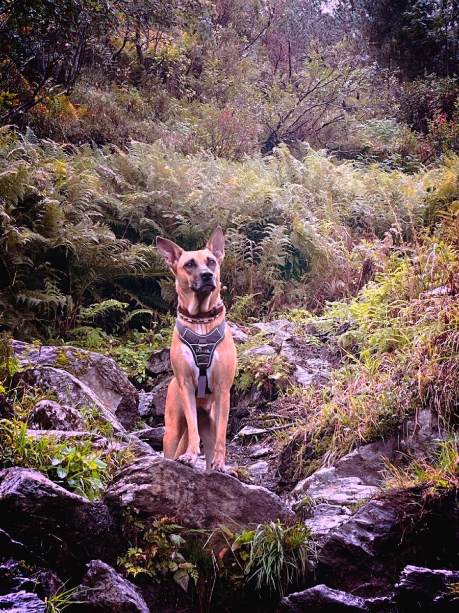Hundegast Phia bei Feierabends im Stubaital