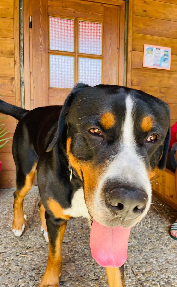 Hundegast Fero bei Feierabends im Stubaital