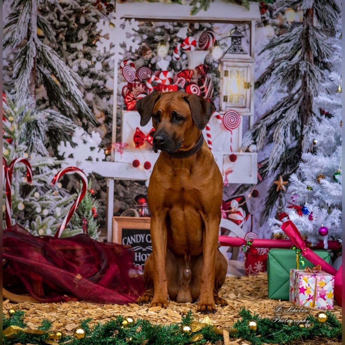 Hundegast Remus bei Feierabends im Stubaital