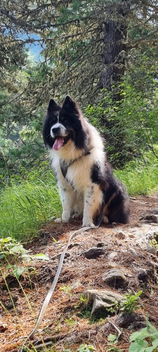 Hundegast Cooper bei Feierabends im Stubaital