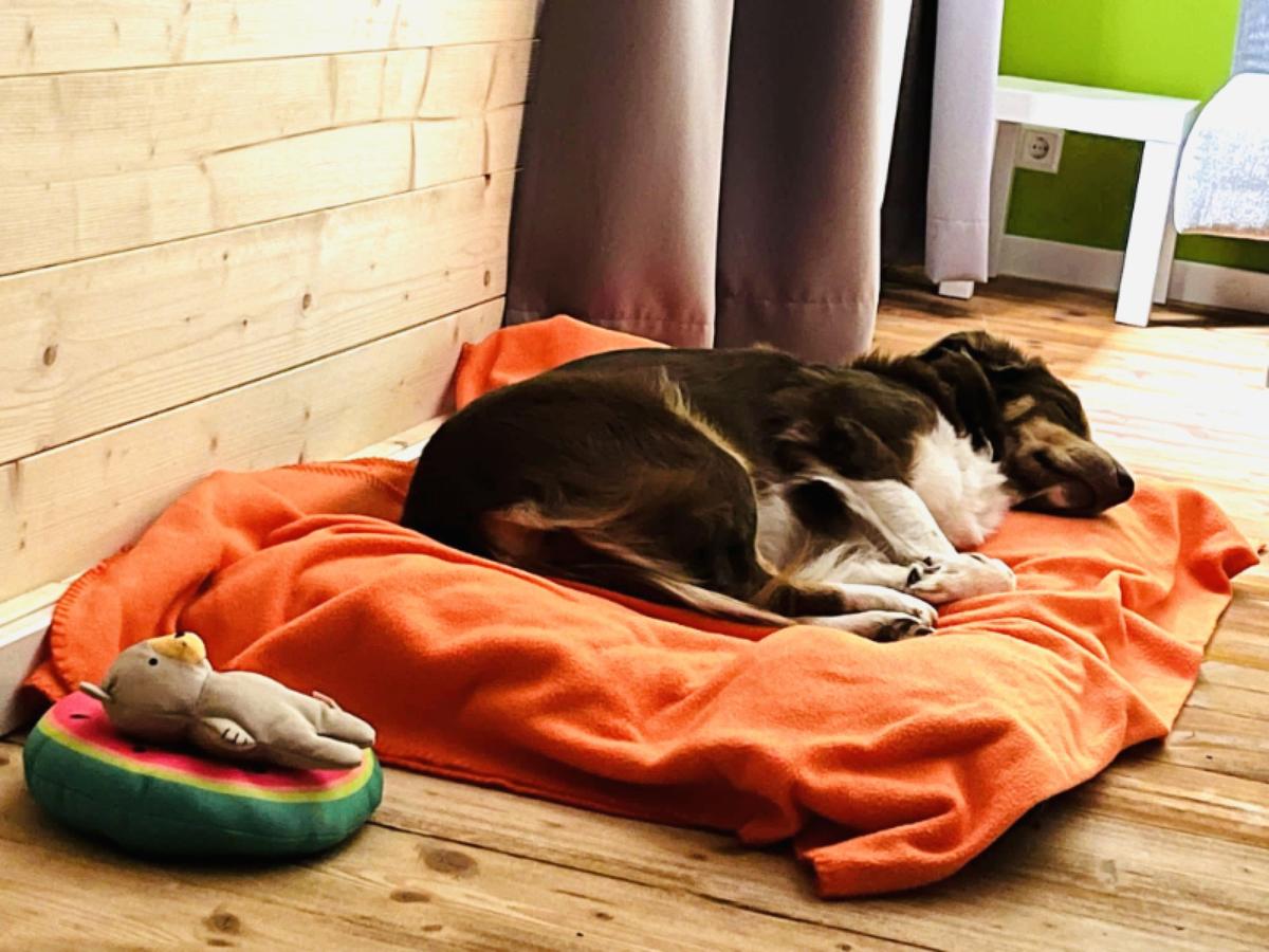 Hundegast Maya bei Feierabends im Stubaital