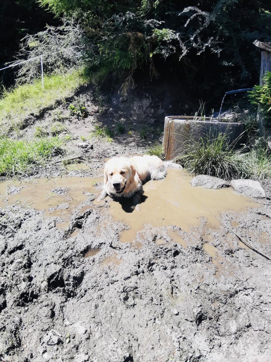 Hundegast Charlie weiß sich an heißen Bergtagen zu helfen bei Feierabends im Stubaital