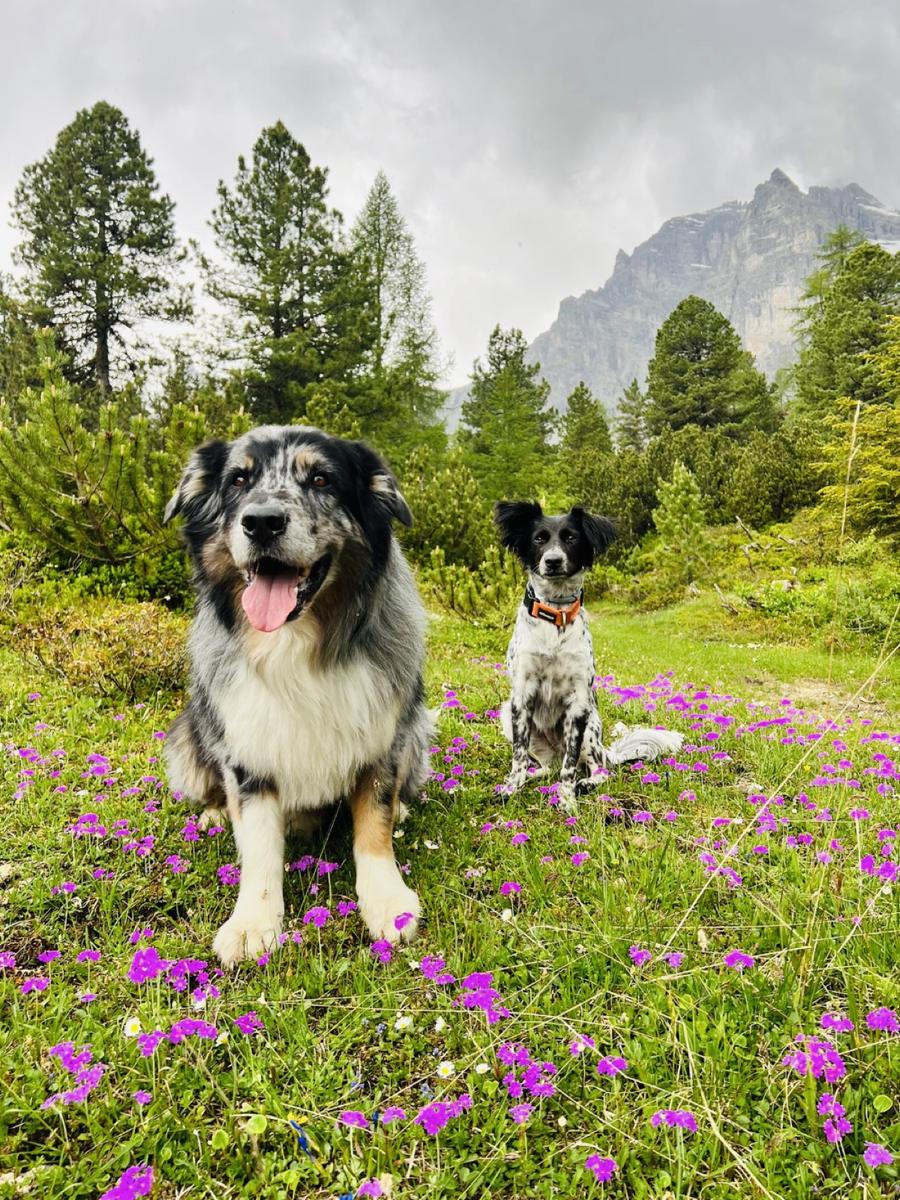 Hundegast Lio & Heidi bei Feierabends im Stubaital