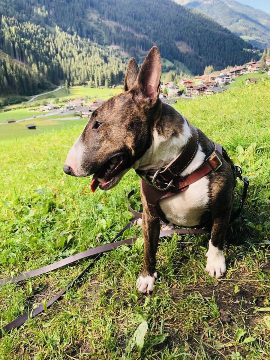 Hundegast Sweet Luna bei Feierabends im Stubaital