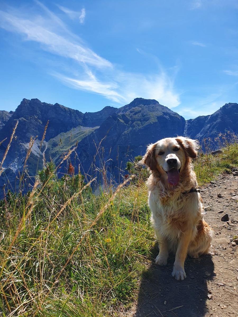 Hundegast Vino auf dem Panoramaweg Elferhütte bei Feierabends im Stubaital
