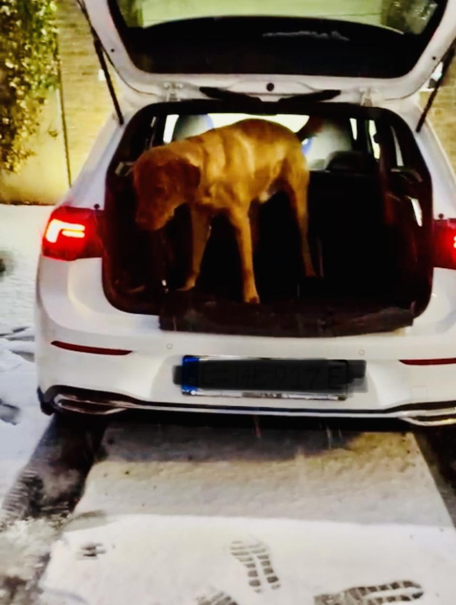 Hundegast Labrador Jari bei Feierabends im Stubaital