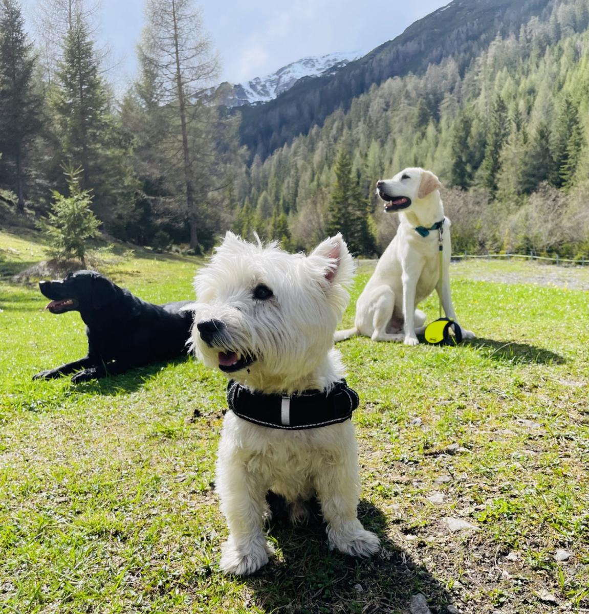 Hundegast Sir Henry war kein Berg zu hoch bei Feierabends im Stubaital