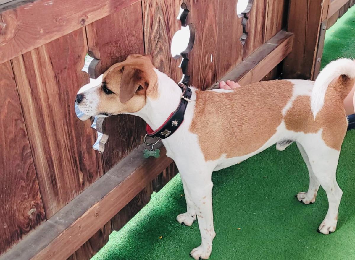 Hundegast Arlo hatte immer den besten Überblick bei Feierabends im Stubaital