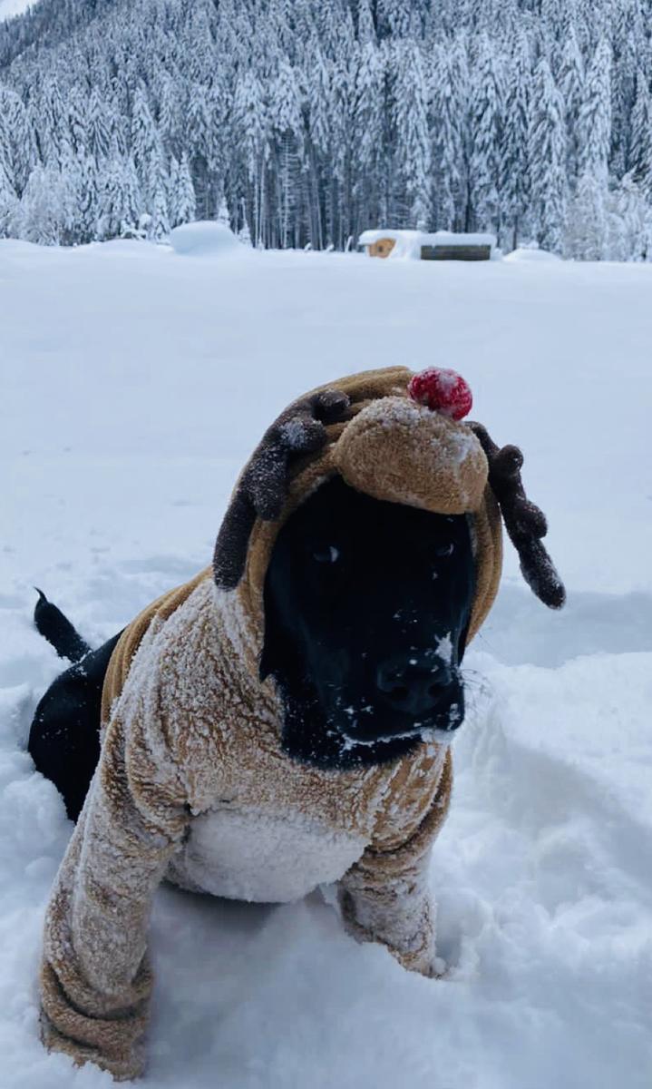 Hundegast Im Winter gibt es viel Schnee und echte Rentiere zu sehen. bei Feierabends im Stubaital