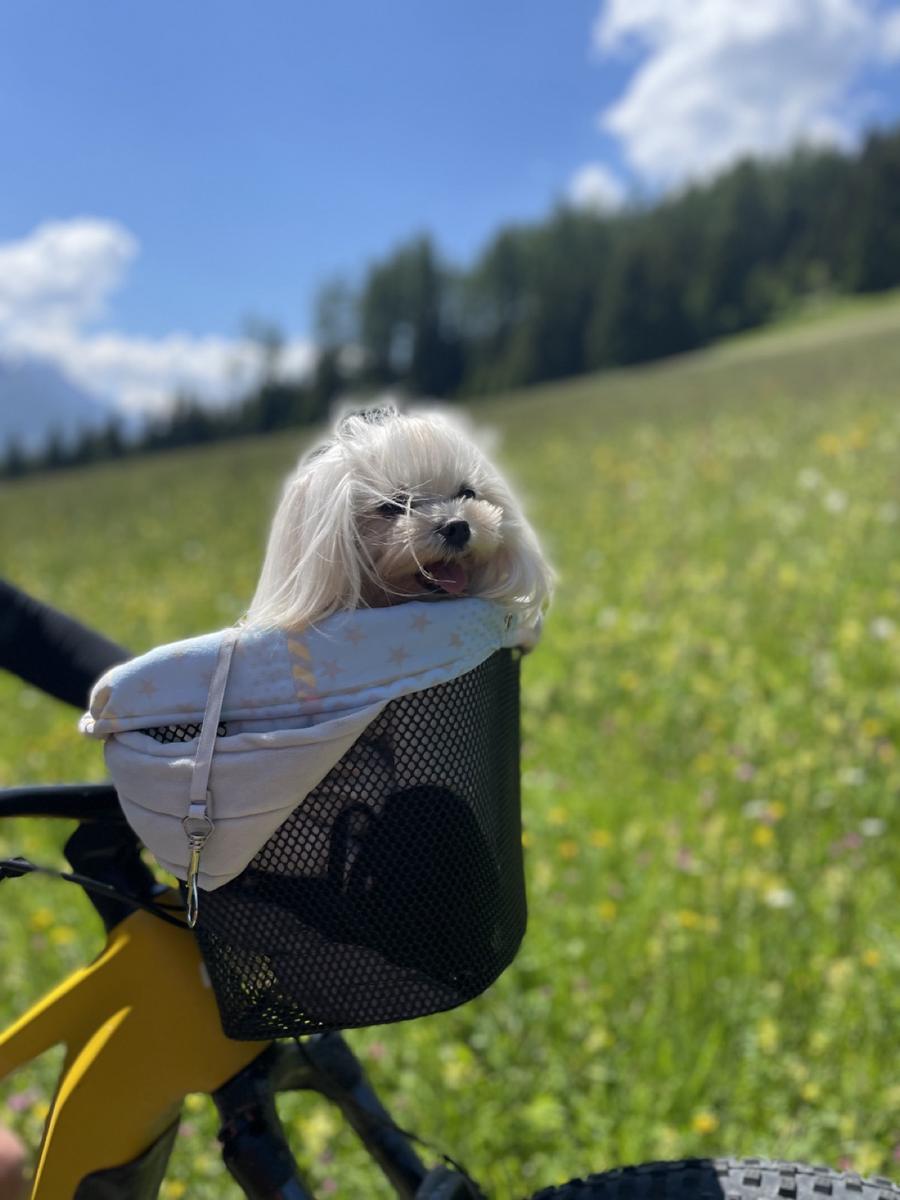Hundegast Sweet Kathy auf großer E-Bike-Tour bei Feierabends im Stubaital