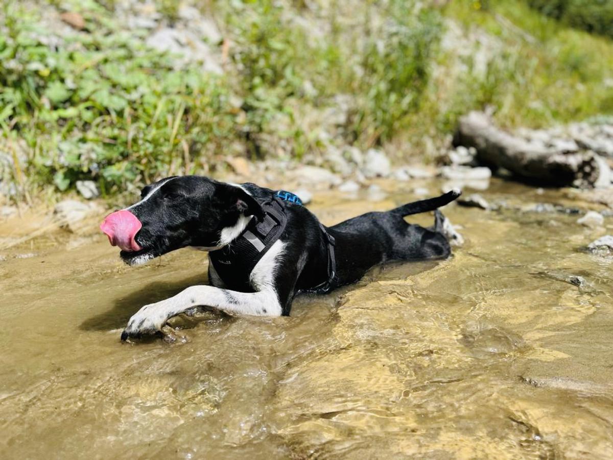 Hundegast Sam bei Feierabends im Stubaital