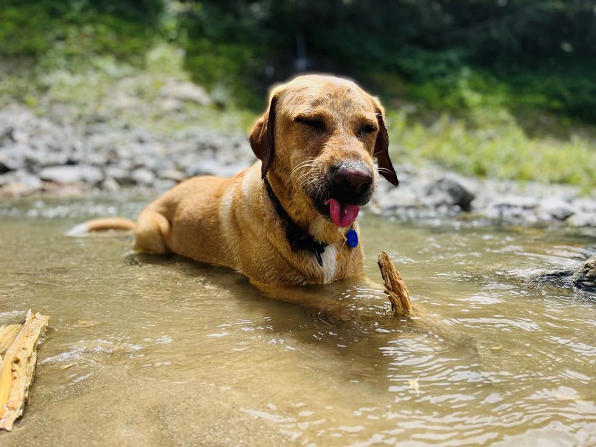 Hundegast bei Feierabends im Stubaital