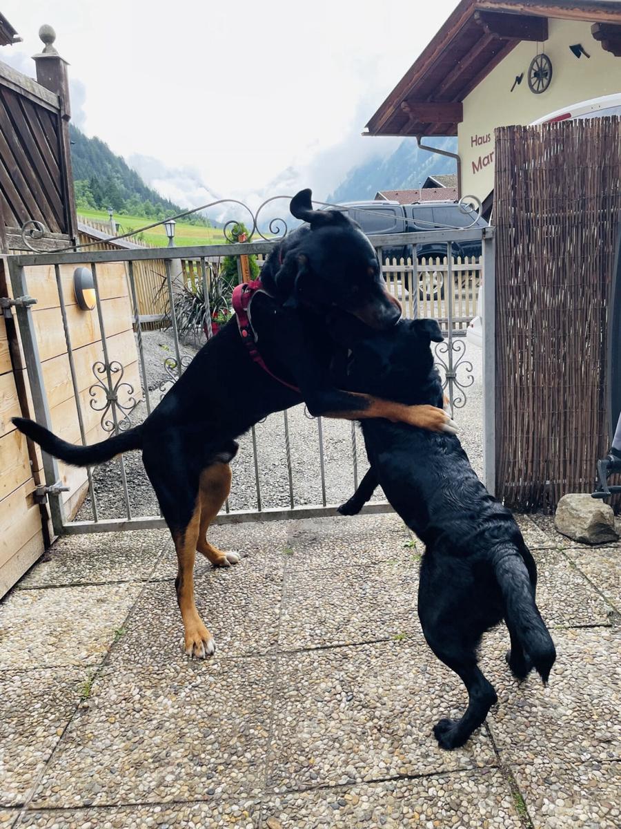 Hundegast bei Feierabends im Stubaital