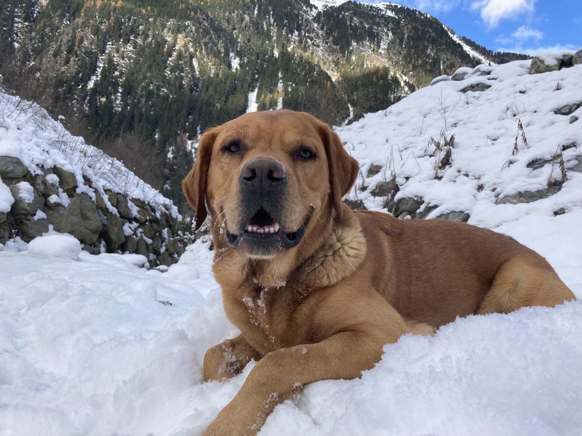 Hundegast Felix bei Feierabends im Stubaital