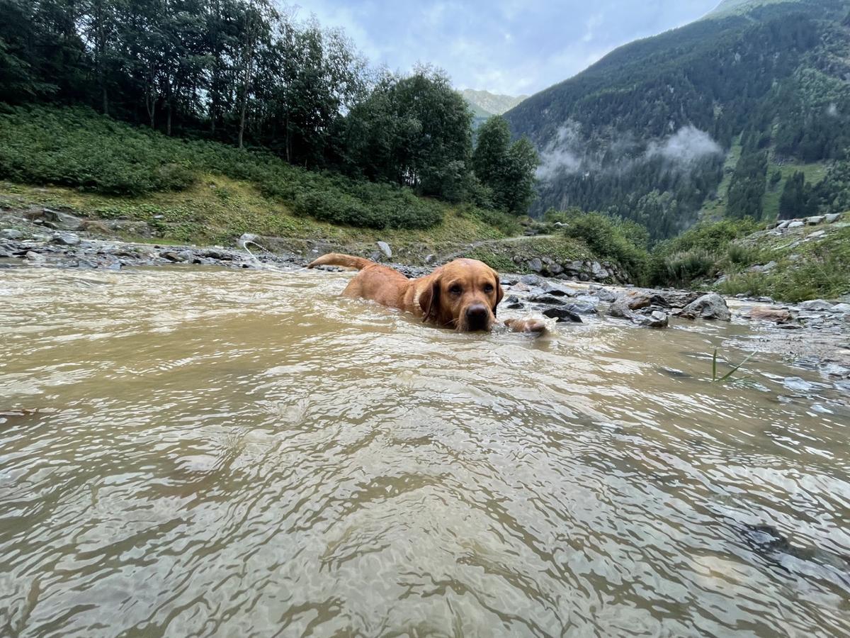 Hundegast Felix bei Feierabends im Stubaital