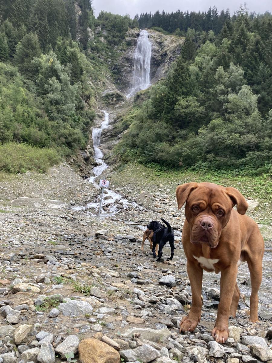 Hundegast Bordeaux Dogge Butch bei Feierabends im Stubaital