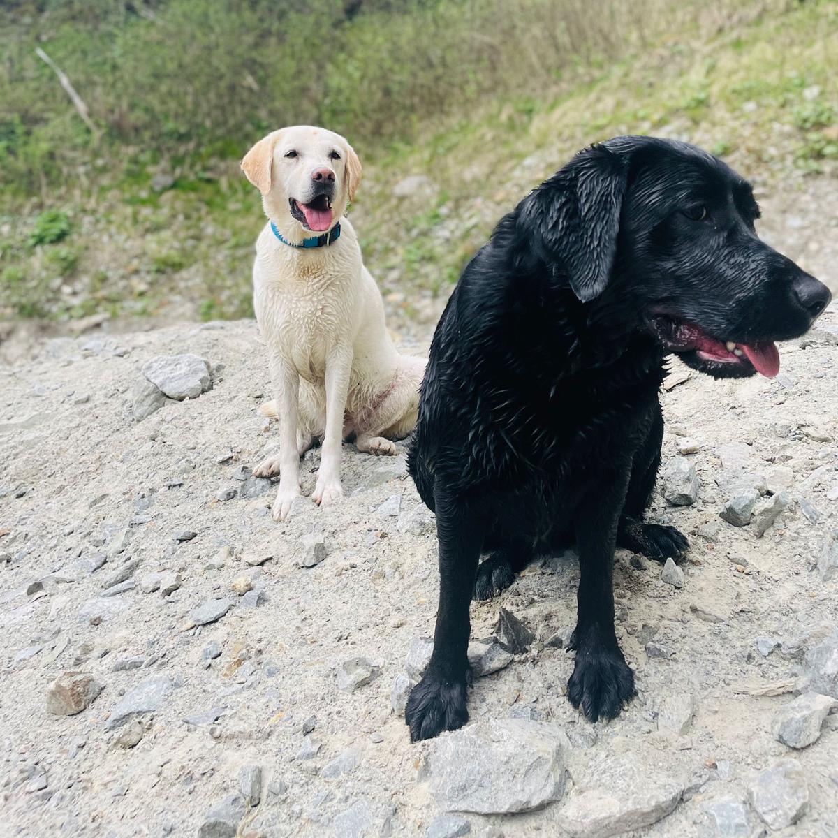 Hundegast bei Feierabends im Stubaital
