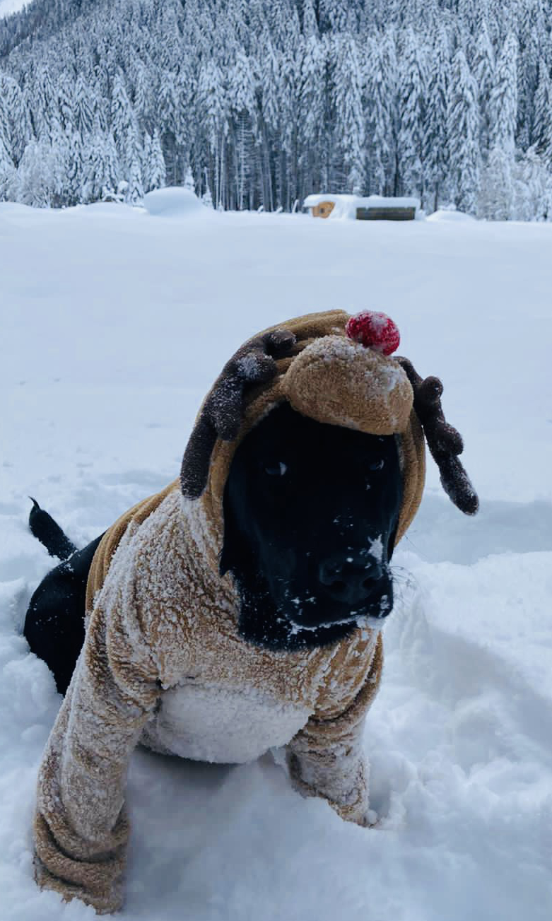 Im Winter gibt es viel Schnee und echte Rentiere zu sehen.